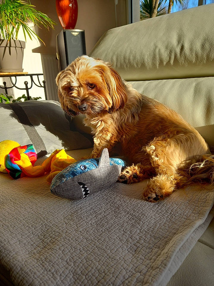 Choko a rejoint le concours — aidez-le/la à gagner de superbes lots ! carnivore, comfort, companion_dog, couch, dog, dog_breed, flooring, flowerpot, houseplant, lamp, liver, living_room, orange, picture_frame, plant, room, snout, toy, tree, wood