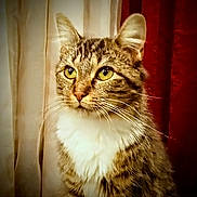 Chelsea is registered to the contest to win money with this photo: cat, tabby, yellow_eyes, indoor, curtains, portrait, feline, pet, fur, animal, looking_away, whiskers, domestic_cat, close_up, sitting, fur_pattern, cute, eyes, mammal, household_pet