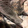 Reba Meowcattire is registered to the contest to win money with this photo: cat, close_up, fur, paw, sleeping, resting, gray_fur, white_fur, blanket, cozy, pet, animal, indoor, cute, whiskers, soft_texture, relaxation, mammal, nap, feline