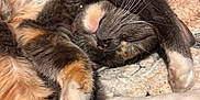 Reba Meowcattire joined the competition — help win amazing prizes! cat, sleeping, paw, fur, whiskers, blanket, cozy, nap, animal_print, closeup, cute, relaxed, domestic_cat, feline, soft, resting, indoor, pet, mammal, tongue_out
