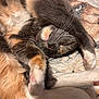 cat, sleeping, paw, fur, whiskers, blanket, cozy, nap, animal_print, closeup, cute, relaxed, domestic_cat, feline, soft, resting, indoor, pet, mammal, tongue_out