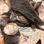 Reba Meowcattire is registered to the contest to win money with this photo: cat, sleeping, close_up, paw, fur, cozy, blanket, nap, resting, cute, animal, pet, whiskers, relaxed, indoor, feline, soft, warm, cuddle, comfort