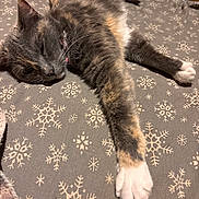 Reba Meowcattire joined the competition — help win amazing prizes! cat, sleeping, paw, blanket, snowflake_pattern, indoor, fur, stretching, relaxed, cozy, pet, domestic_animal, whiskers, bed, collar, gray_fur, white_paw, closeup, animal, resting