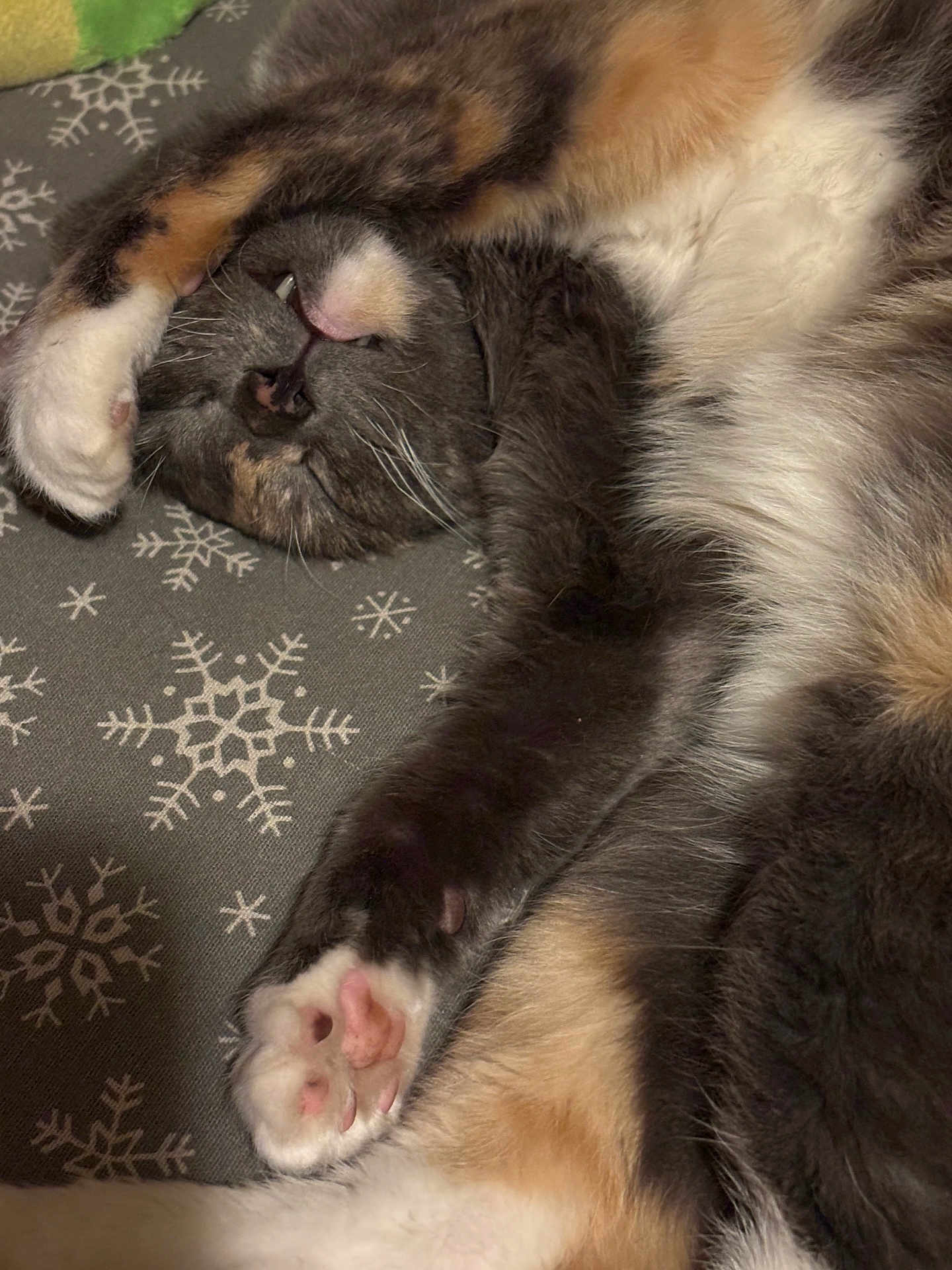 Reba Meowcattire is registered to the contest to win money with this photo: cat, sleeping, paw, feline, fur, pink_paw_pads, blanket, snowflake_pattern, cozy, cute, resting, animal, whiskers, face, claw, indoor, pet, closeup, relaxed, soft