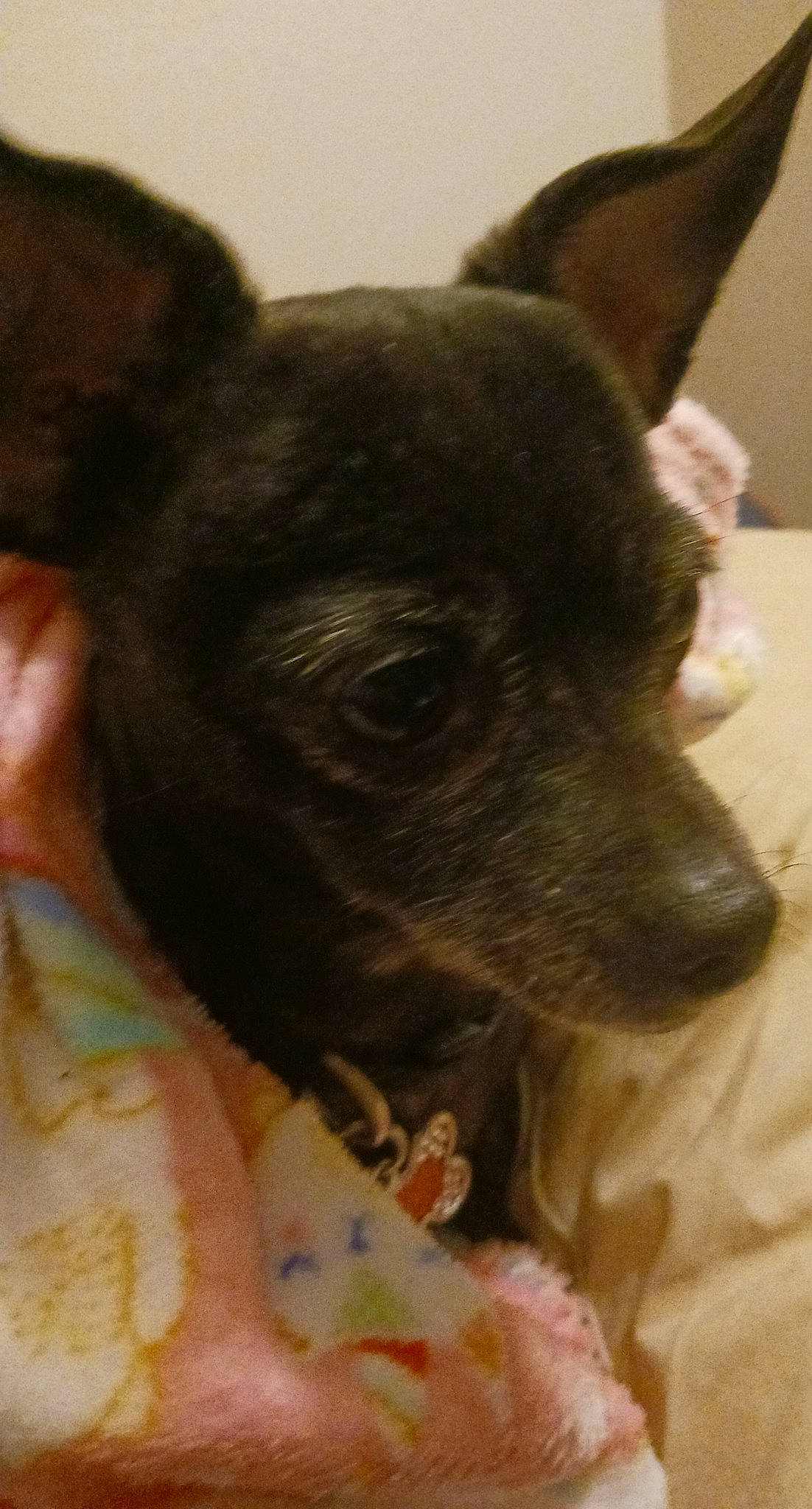 Miss Maribelle is registered to the contest to win money with this photo: canidae, carnivore, companion_dog, dog, dog_breed, ear, fawn, fur, non_sporting_group, puppy, snout, sporting_group, terrestrial_animal, terrier, toy_dog, whiskers, working_animal