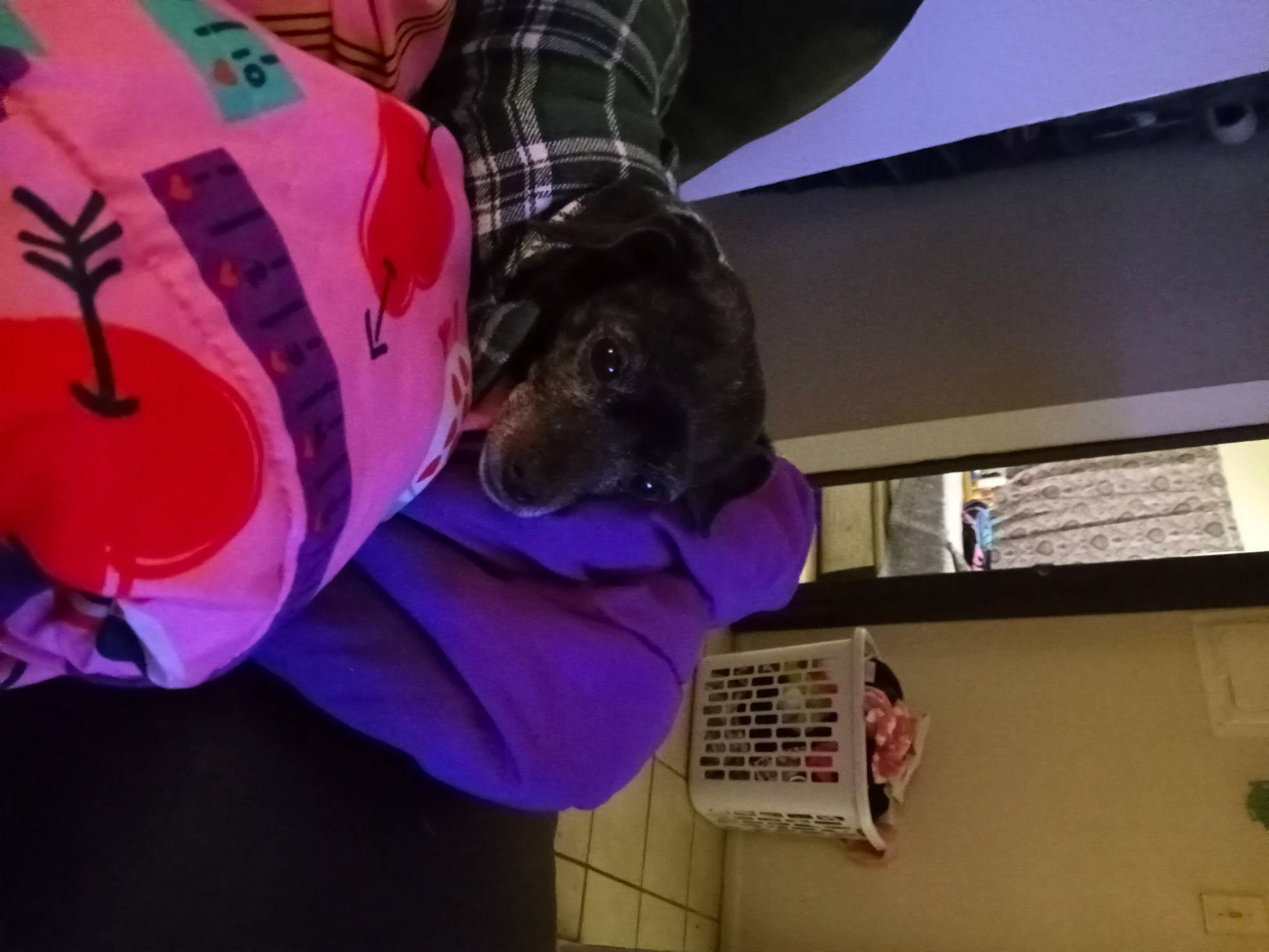 Miss Maribelle joined the competition — help win amazing prizes! canidae, carnivore, companion_dog, dog, dog_breed, electric_blue, event, fun, fur, hat, magenta, pattern, plaid, plant, purple, sporting_group, stuffed_toy, tartan, textile, violet