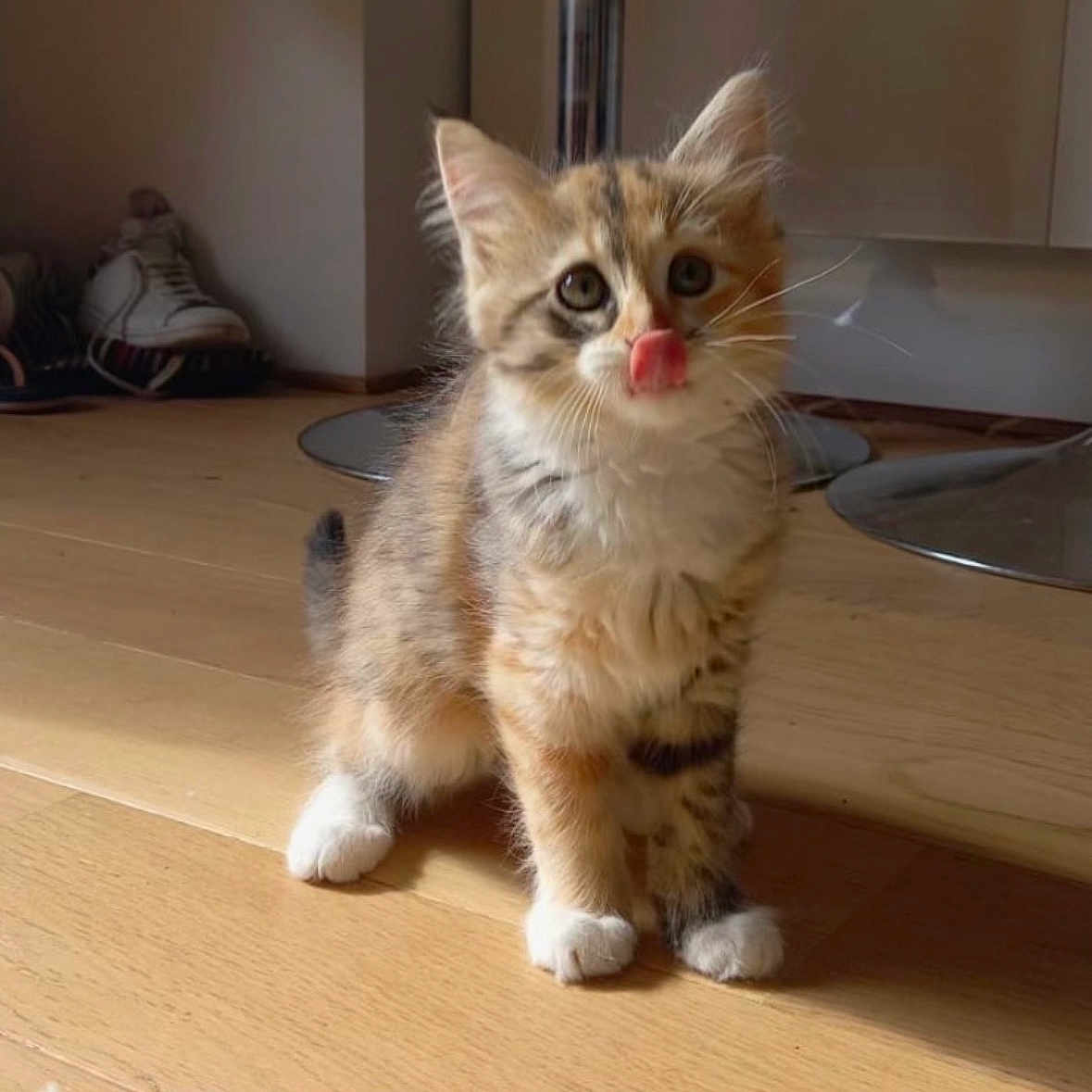 Sakura a rejoint le concours — aidez-le/la à gagner de superbes lots ! kitten, cat, indoor, wooden_floor, tongue_out, cute, furry, pet, small, curious, animal, domestic_cat, whiskers, playful, sitting, young, feline, home, cozy, fur
