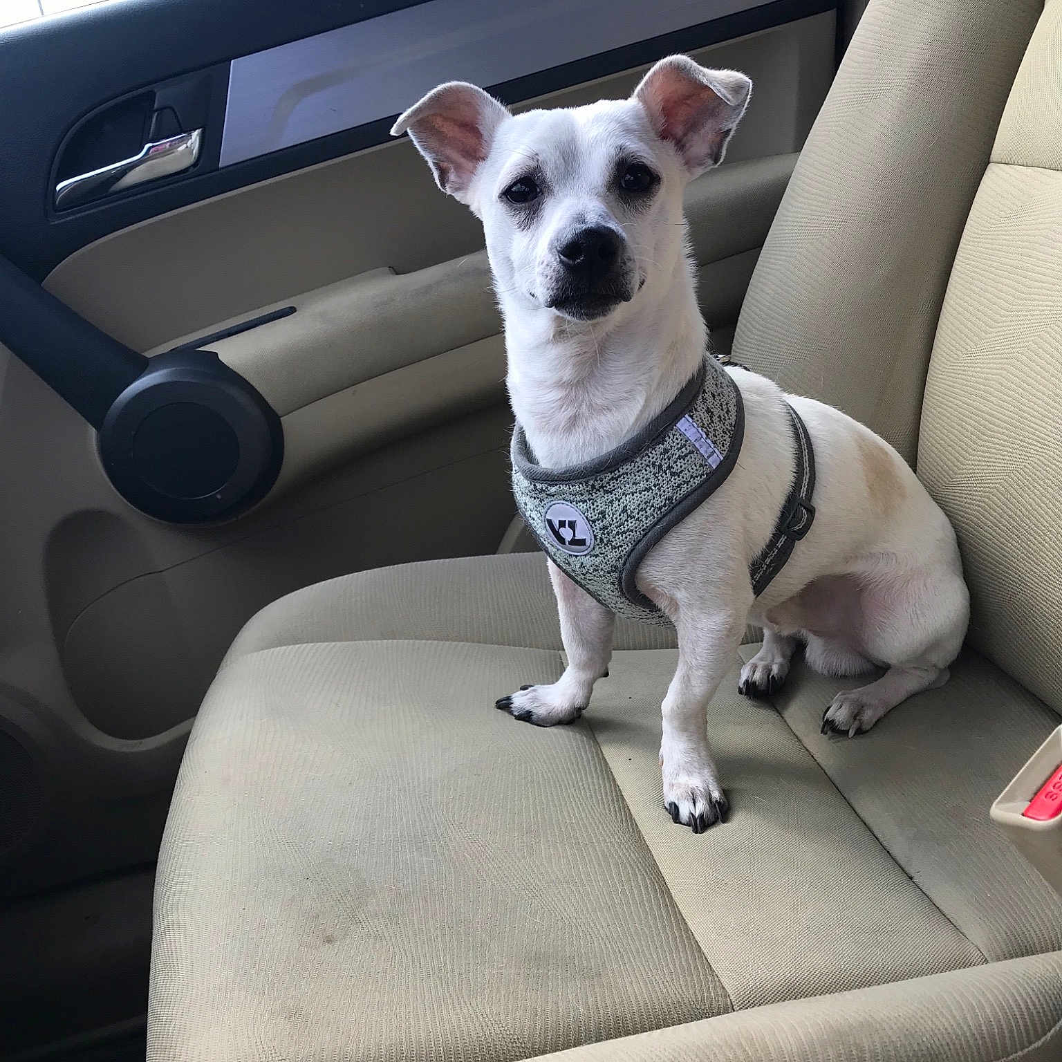 Dimitri joined the competition — help win amazing prizes! armrest, auto_part, canidae, car, car_seat, car_seat_cover, carnivore, companion_dog, dog, dog_breed, fawn, mammal, non_sporting_group, seat_belt, snout, vehicle
