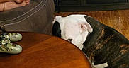 Morgan is registered to the contest to win money with this photo: animal, brindle_fur, brown_floor, camo_shoes, couch, curious, dog, feet, floor, footwear, furniture, home, indoor, peeking, pet, quiet, relaxed, side_view, white_fur, wooden_table