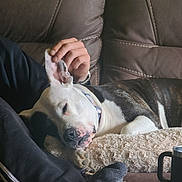 Morgan joined the competition — help win amazing prizes! dog, sleeping, ear, hand, couch, leather, blanket, mug, indoor, relaxing, pet, collar, paw, human, casual_clothing, comfort, brown, black, white, resting