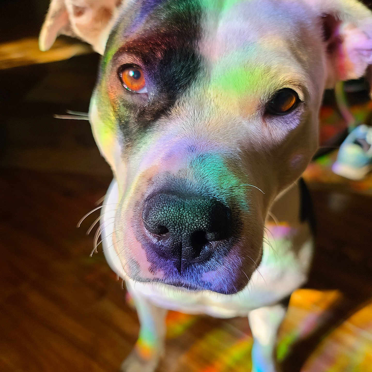 Morgan joined the competition — help win amazing prizes! dog, close_up, rainbow_light, colorful, indoor, wooden_floor, pet, curious, black_patch, white_fur, canine, animal, portrait, lighting_effect, floor, ears, whiskers, nose, eye, shadow