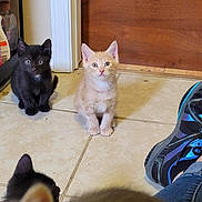 Toulouse is registered to the contest to win money with this photo: kitten, cat, black_cat, orange_cat, floor, tile, door, shoe, sneaker, person, indoor, pet, animal, cute, small, young, fur, ears, sitting, looking