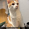 cat, orange_and_white_cat, sitting, indoor, kitchen, towel, curious, wide_eyes, tiles, cutting_board, utensils, domestic_animal, pet, feline, whiskers, ears, tail, text_overlay, funny_text, snapshot