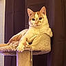 cat, orange_and_white_cat, cat_tree, indoor, pet, feline, relaxed, looking_at_camera, curtains, plush_toy, toy_ball, cozy, animal, domestic_cat, whiskers, paws, fur, resting, cute, alert