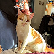 Arès a rejoint le concours — aidez-le/la à gagner de superbes lots ! cat, orange_and_white, petting, person, indoor, couch, blanket, sunlight, furniture, home, relaxation, comfort, animal, domestic, cute, friendly, seated, fur, whiskers, warm_light