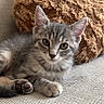 Tsuki participe au concours pour gagner de l'argent avec cette photo : cat, kitten, gray_tabby, indoor, couch, pillow, furniture, pet, animal, cute, relaxed, fur, whiskers, ears, paw, looking_at_camera, home, cozy, resting, young