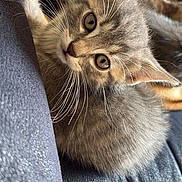 Tsuki a rejoint le concours — aidez-le/la à gagner de superbes lots ! kitten, cat, feline, pet, gray_cat, fur, whiskers, couch, indoor, resting, cute, young_animal, sleeping, cozy, domestic_animal, closeup, curious, animal_face, soft, relaxed