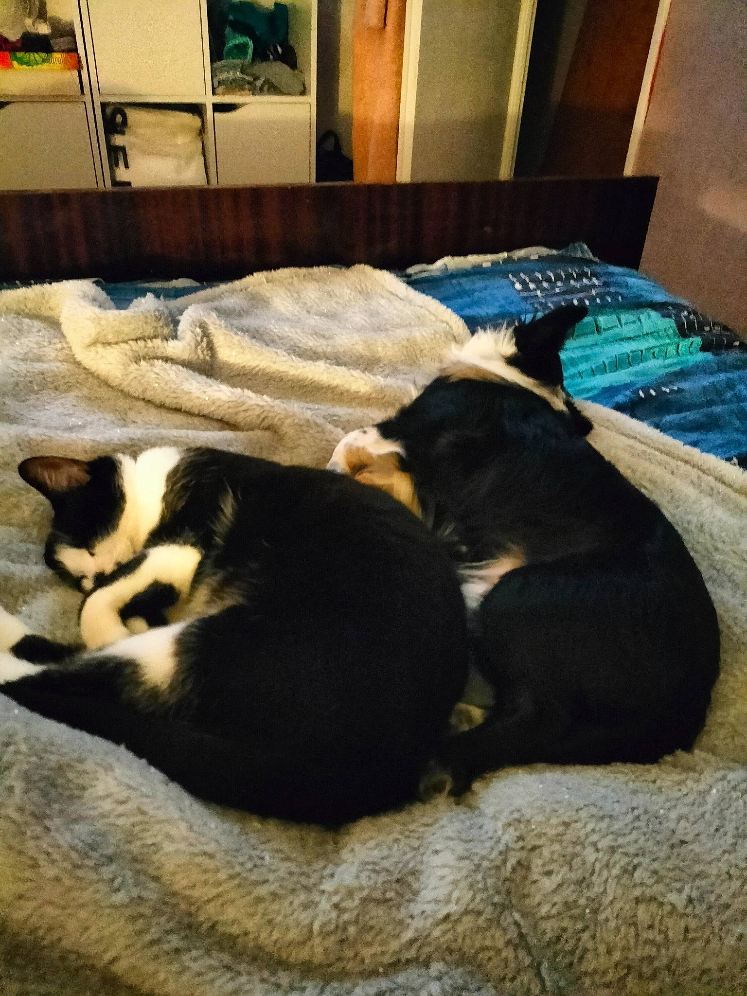 Toby a rejoint le concours — aidez-le/la à gagner de superbes lots ! carnivore, cat, comfort, companion_dog, dog_breed, felidae, floor, flooring, fur, hardwood, linens, mammal, room, small_to_medium_sized_cats, sporting_group, tail, textile, vertebrate, whiskers, wood