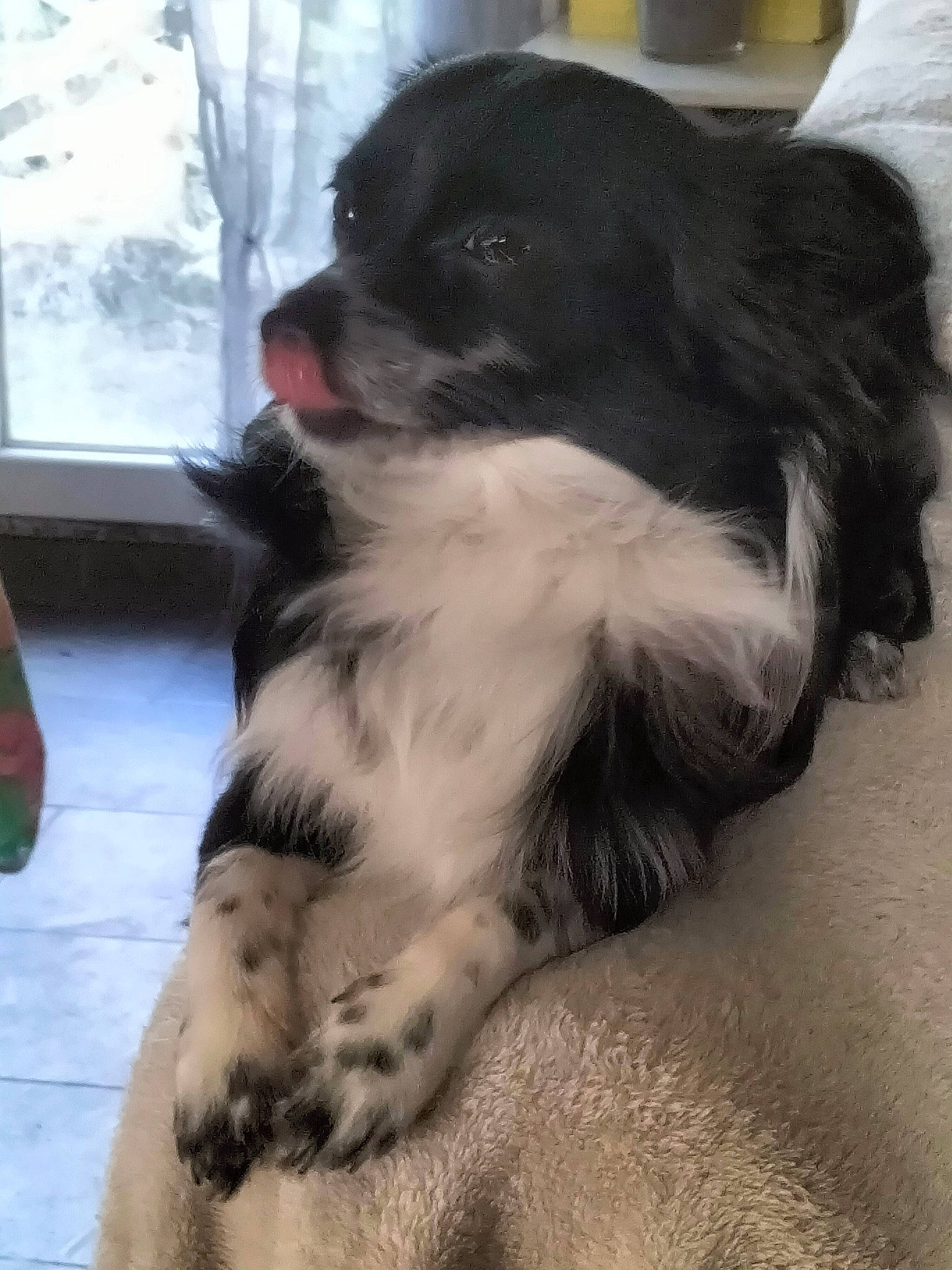 Toby a rejoint le concours — aidez-le/la à gagner de superbes lots ! borador, canidae, carnivore, companion_dog, dog, dog_breed, fur, gun_dog, herding_dog, landseer, paw, puppy, snout, snow, spaniel, sporting_group, whiskers, window, working_animal, working_dog