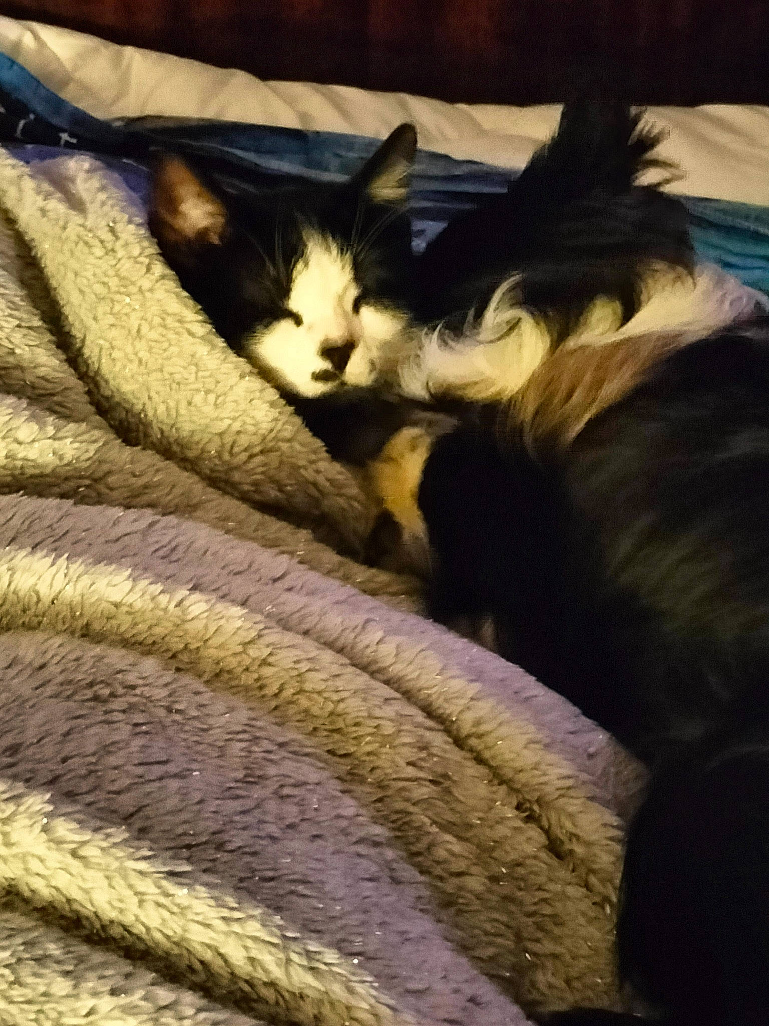 Toby a rejoint le concours — aidez-le/la à gagner de superbes lots ! bed, bed_sheet, bedding, black_cat, carnivore, cat, cloud, comfort, domestic_short_haired_cat, felidae, fur, grey, linens, small_to_medium_sized_cats, snout, tail, textile, tints_and_shades, whiskers, wood