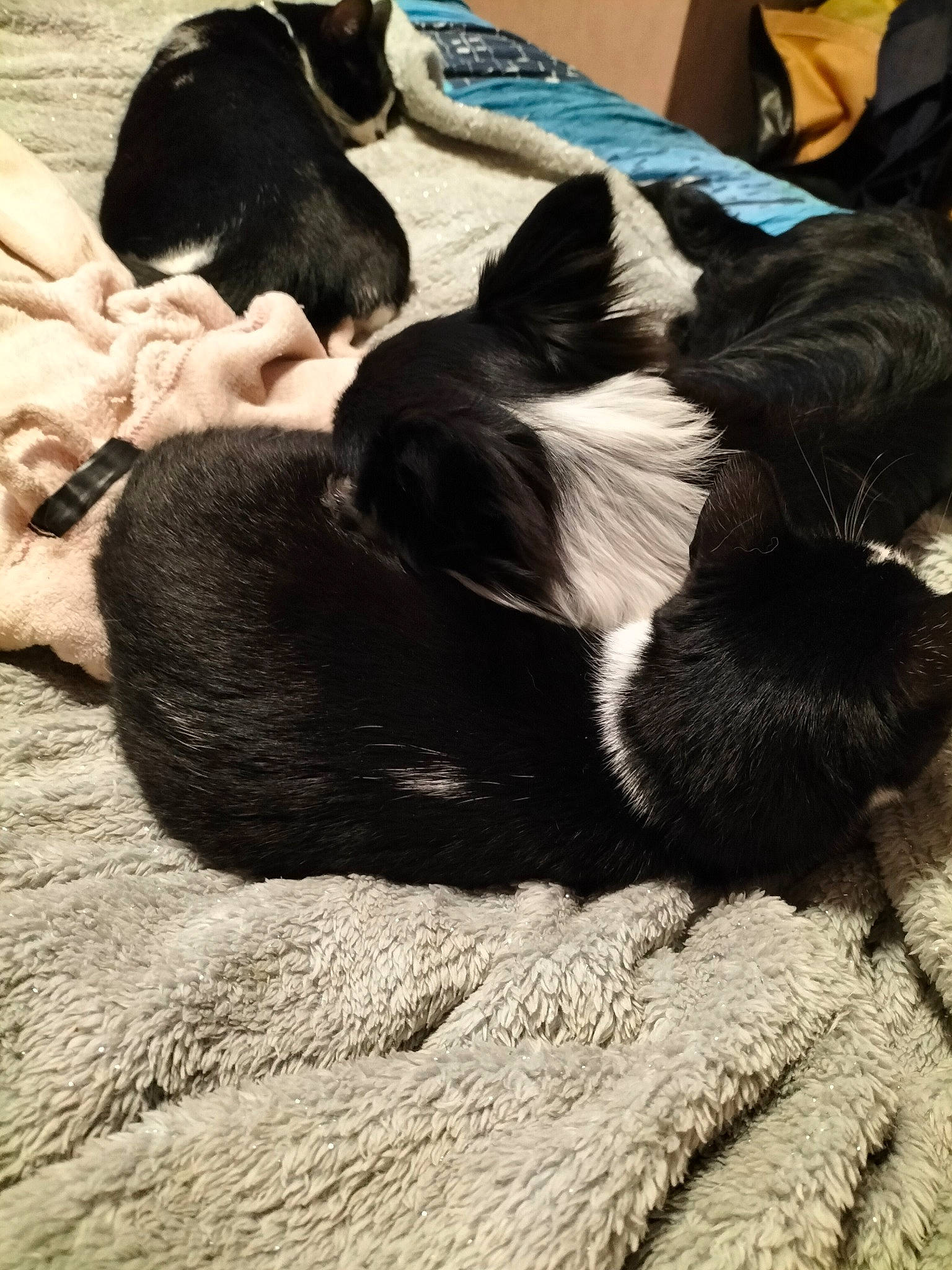 Toby a rejoint le concours — aidez-le/la à gagner de superbes lots ! carnivore, comfort, companion_dog, dog, dog_breed, felidae, foot, fur, human_leg, lap, mammal, nap, paw, small_to_medium_sized_cats, snout, sporting_group, tail, vertebrate, whiskers, working_animal