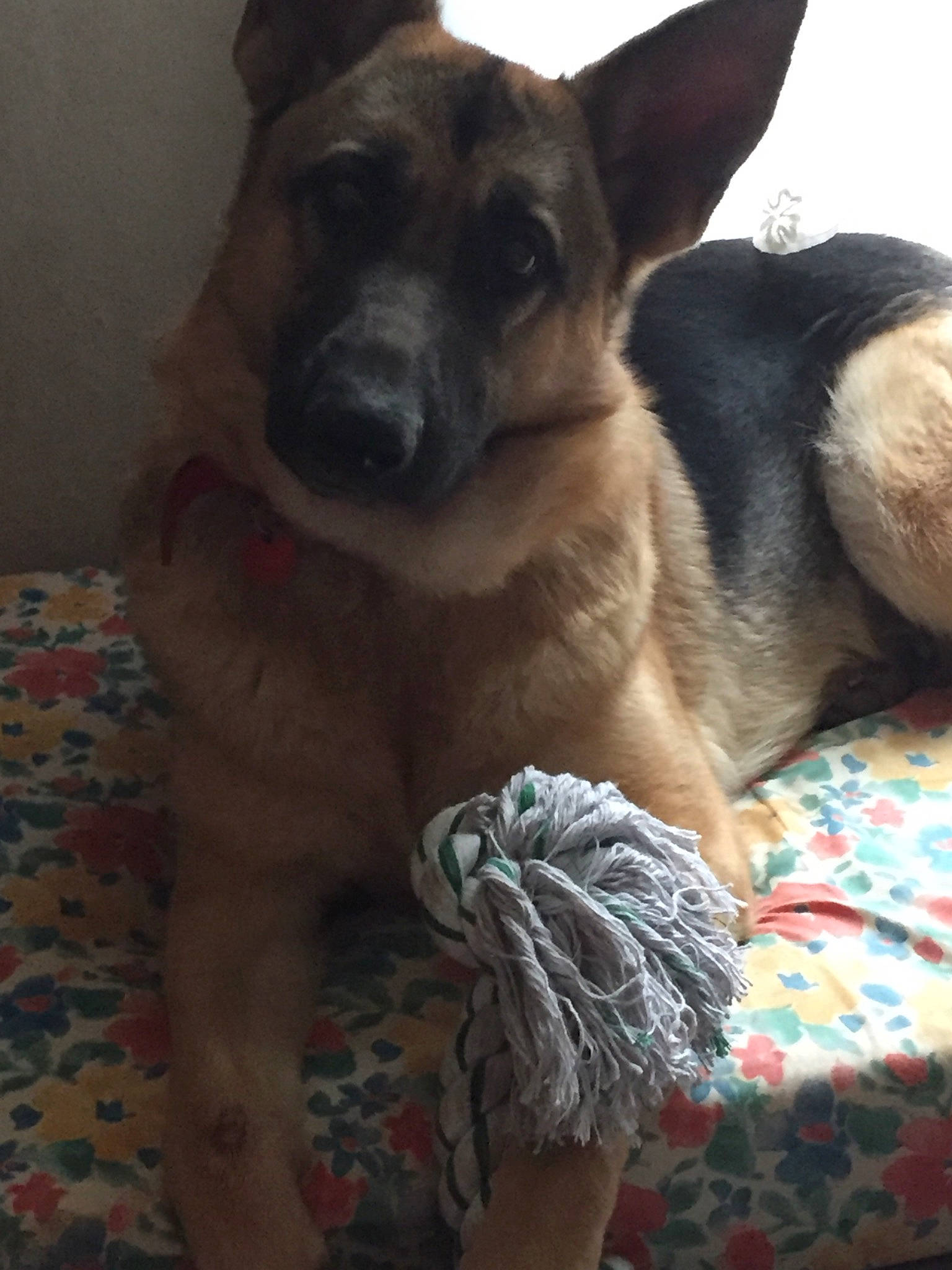 Oria a rejoint le concours — aidez-le/la à gagner de superbes lots ! belgian_shepherd_malinois, canidae, carnivore, dog, dog_breed, east_european_shepherd, fawn, german_shepherd_dog, king_shepherd, mammal, norwegian_elkhound, old_german_shepherd_dog, snout, vertebrate, working_dog