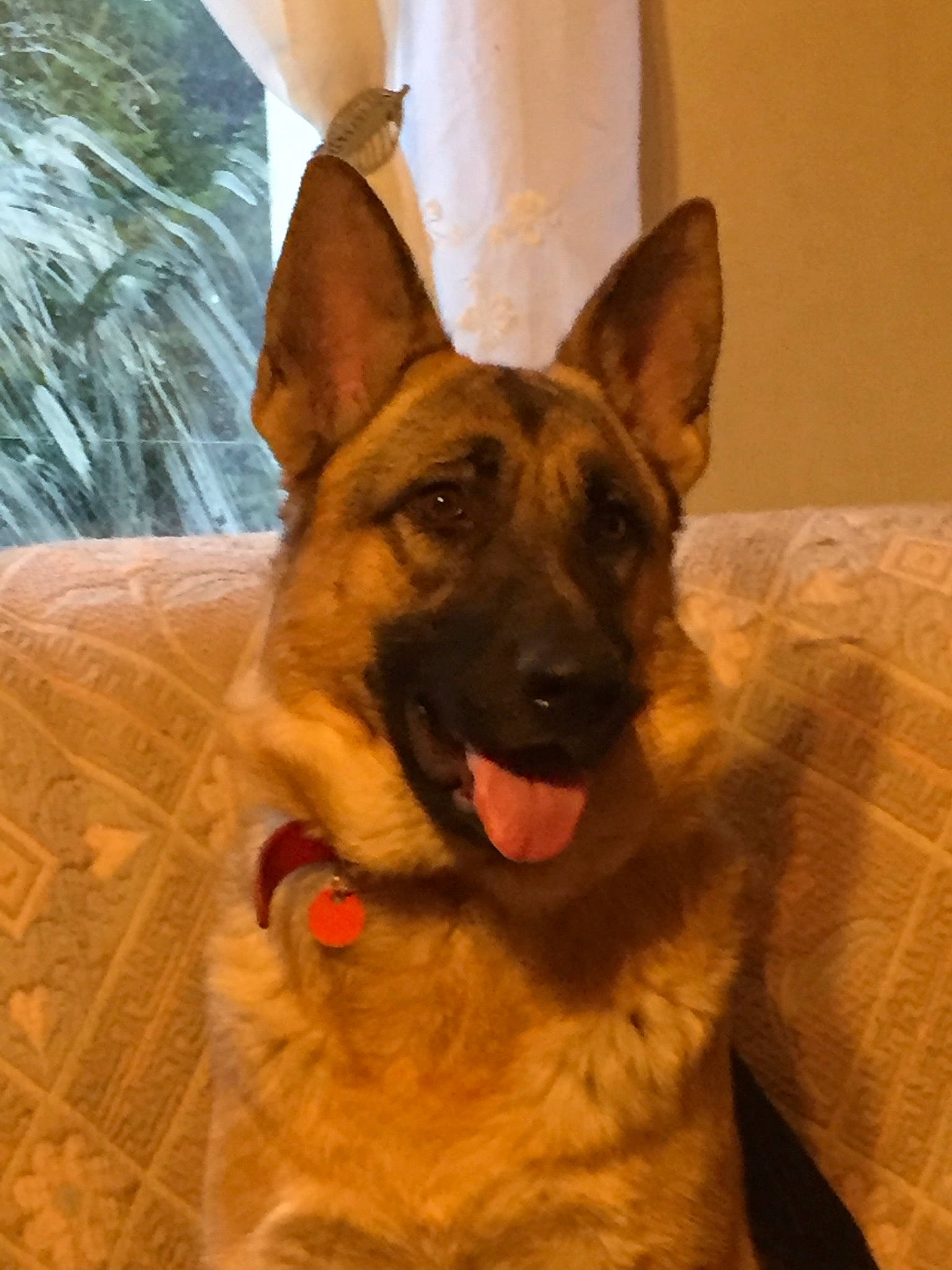 Oria a rejoint le concours — aidez-le/la à gagner de superbes lots ! belgian_shepherd, belgian_shepherd_malinois, canidae, carnivore, dog, dog_breed, east_european_shepherd, fawn, german_shepherd_dog, king_shepherd, kunming_wolfdog, mammal, old_german_shepherd_dog, police_dog, shiloh_shepherd_dog, snout, vertebrate, working_dog