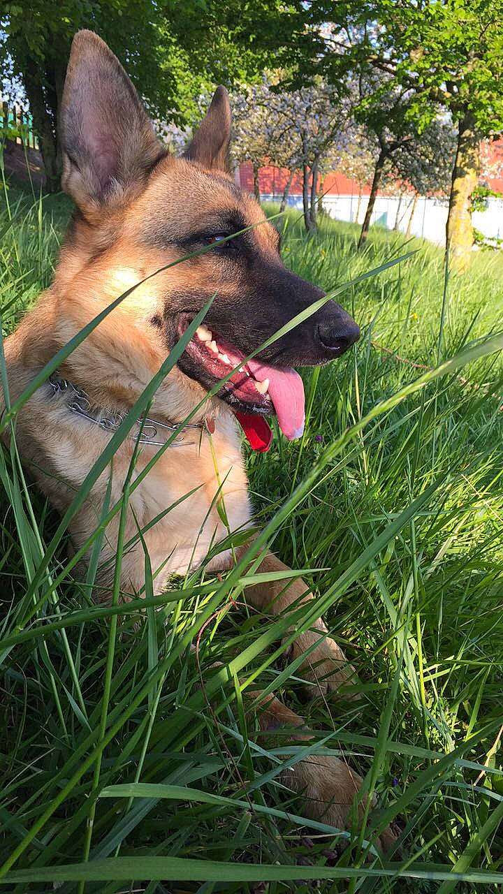 Oria a rejoint le concours — aidez-le/la à gagner de superbes lots ! belgian_shepherd_malinois, canidae, carnivore, dog, dog_breed, east_european_shepherd, fawn, german_shepherd_dog, grass, king_shepherd, kunming_wolfdog, mammal, old_german_shepherd_dog, plant, saarloos_wolfdog, shiloh_shepherd_dog, snout, vertebrate, wolfdog, working_dog