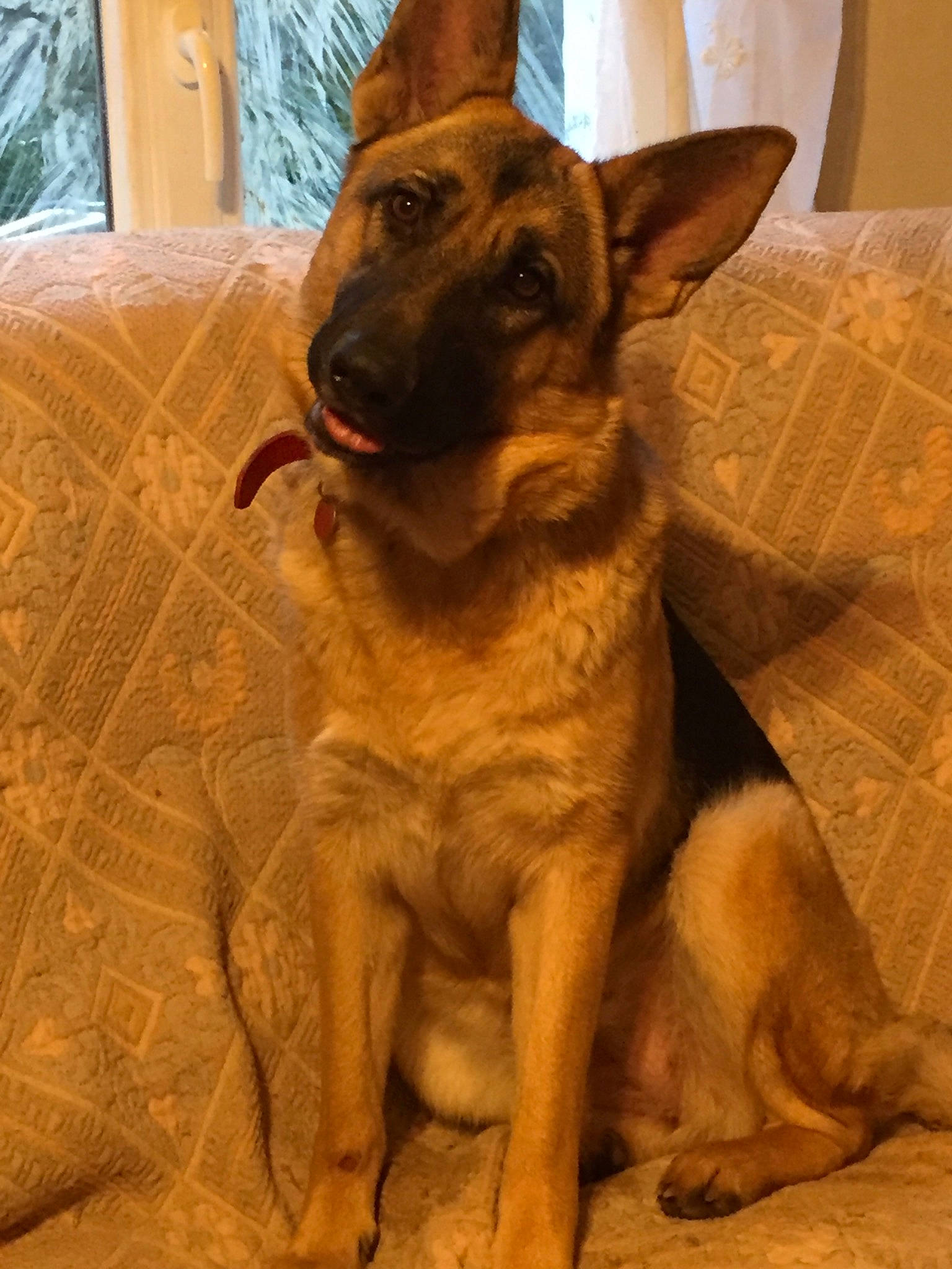 Oria participe au concours pour gagner de l'argent avec cette photo : belgian_shepherd_malinois, canidae, carnivore, dog, dog_breed, east_european_shepherd, fawn, german_shepherd_dog, king_shepherd, mammal, old_german_shepherd_dog, snout, vertebrate, working_dog