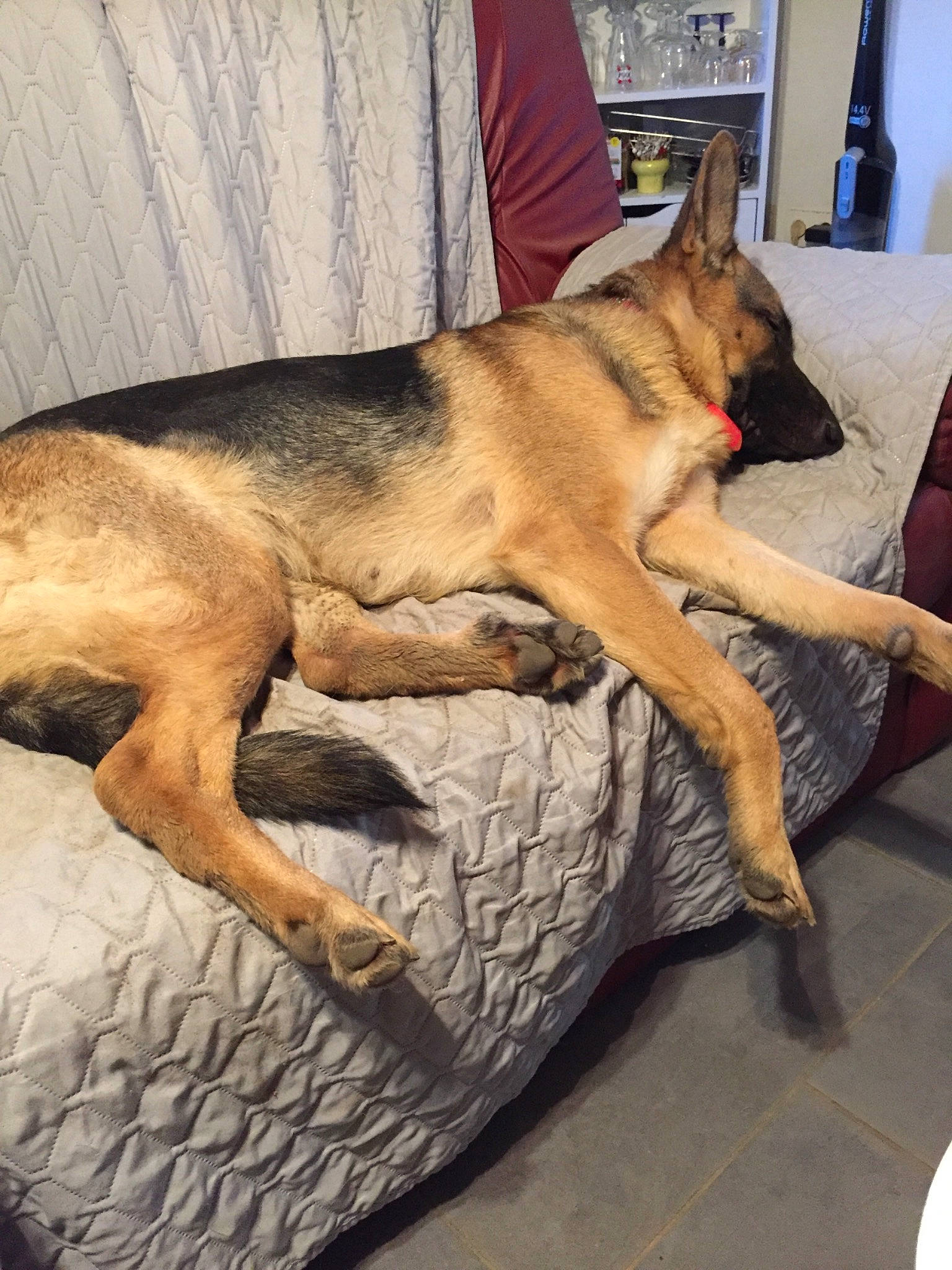 Oria participe au concours pour gagner de l'argent avec cette photo : belgian_shepherd, belgian_shepherd_malinois, black_mouth_cur, canidae, carnivore, dog, dog_breed, fawn, german_shepherd_dog, king_shepherd, kunming_wolfdog, mammal, old_german_shepherd_dog, snout, vertebrate, wolfdog, working_dog