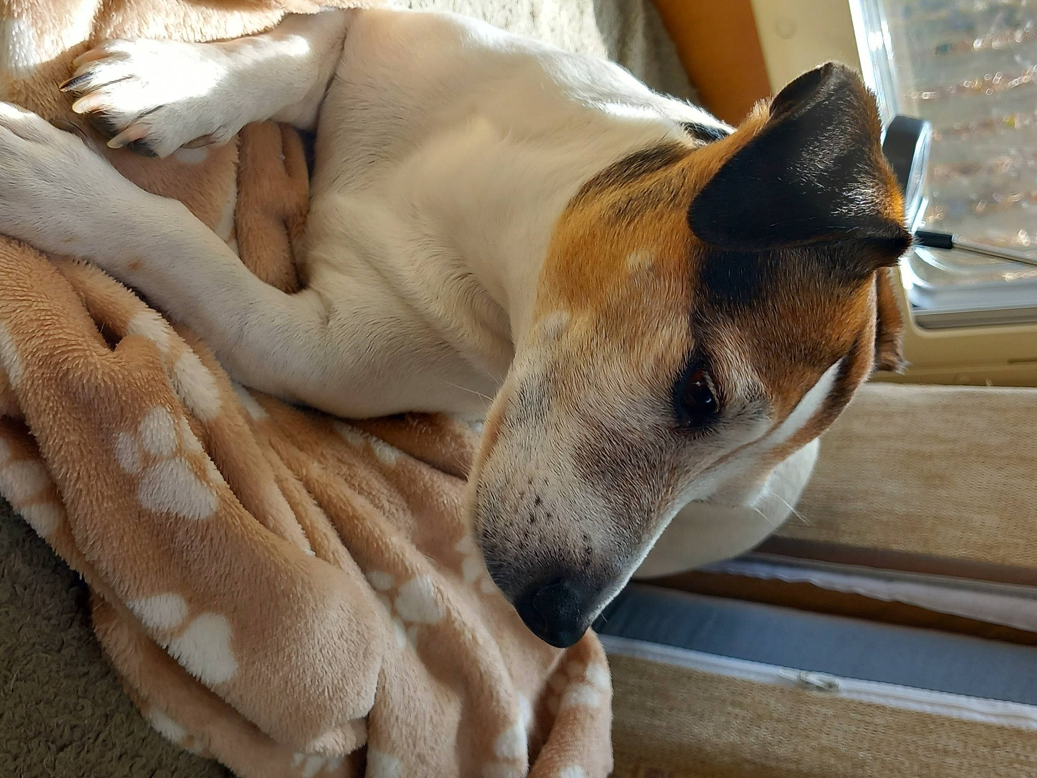 Ishka a rejoint le concours — aidez-le/la à gagner de superbes lots ! canidae, carnivore, collar, comfort, companion_dog, dog, dog_breed, ear, fawn, felidae, foot, fur, human_leg, jaw, paw, snout, sporting_group, terrestrial_animal, whiskers, working_animal