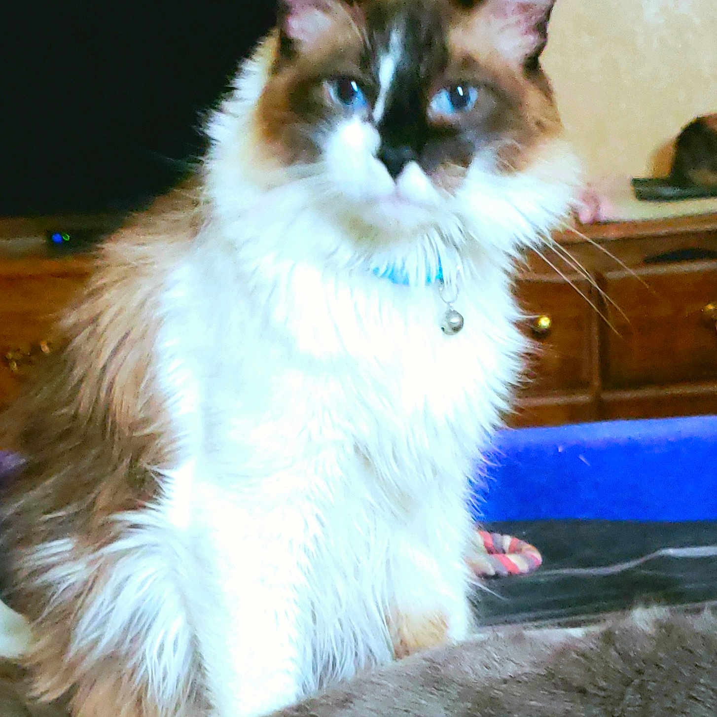 Sir Einstein joined the competition — help win amazing prizes! animal, bed, bell, blue_eyes, cat, closeup, collar, companion, cute, domestic, feline, fluffy, furniture, furry, indoor, mammal, pet, sitting, two_cats, wooden