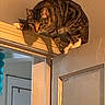 Akira is registered to the contest to win money with this photo: cat, tabby_cat, indoor, door, door_frame, curious, perched, animal, pet, striped, feline, climbing, shadow, wall, wood, balance, eyes, whiskers, paws, house