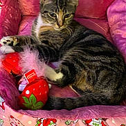 Akira joined the competition — help win amazing prizes! cat, tabby_cat, pet, pink_bed, plush_bed, strawberry_toy, feather_toy, cat_toy, cute, indoor, relaxed, feline, animal, striped_fur, sleepy, resting, cozy, soft_fabric, colorful, playful