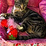 cat, tabby_cat, pet, pink_bed, plush_bed, strawberry_toy, feather_toy, cat_toy, cute, indoor, relaxed, feline, animal, striped_fur, sleepy, resting, cozy, soft_fabric, colorful, playful