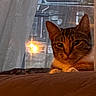 cat, tabby, window, curtain, indoor, pet, animal, resting, cozy, soft_light, evening, reflection, home, feline, cute, relaxed, fur, whiskers, paws, closeup