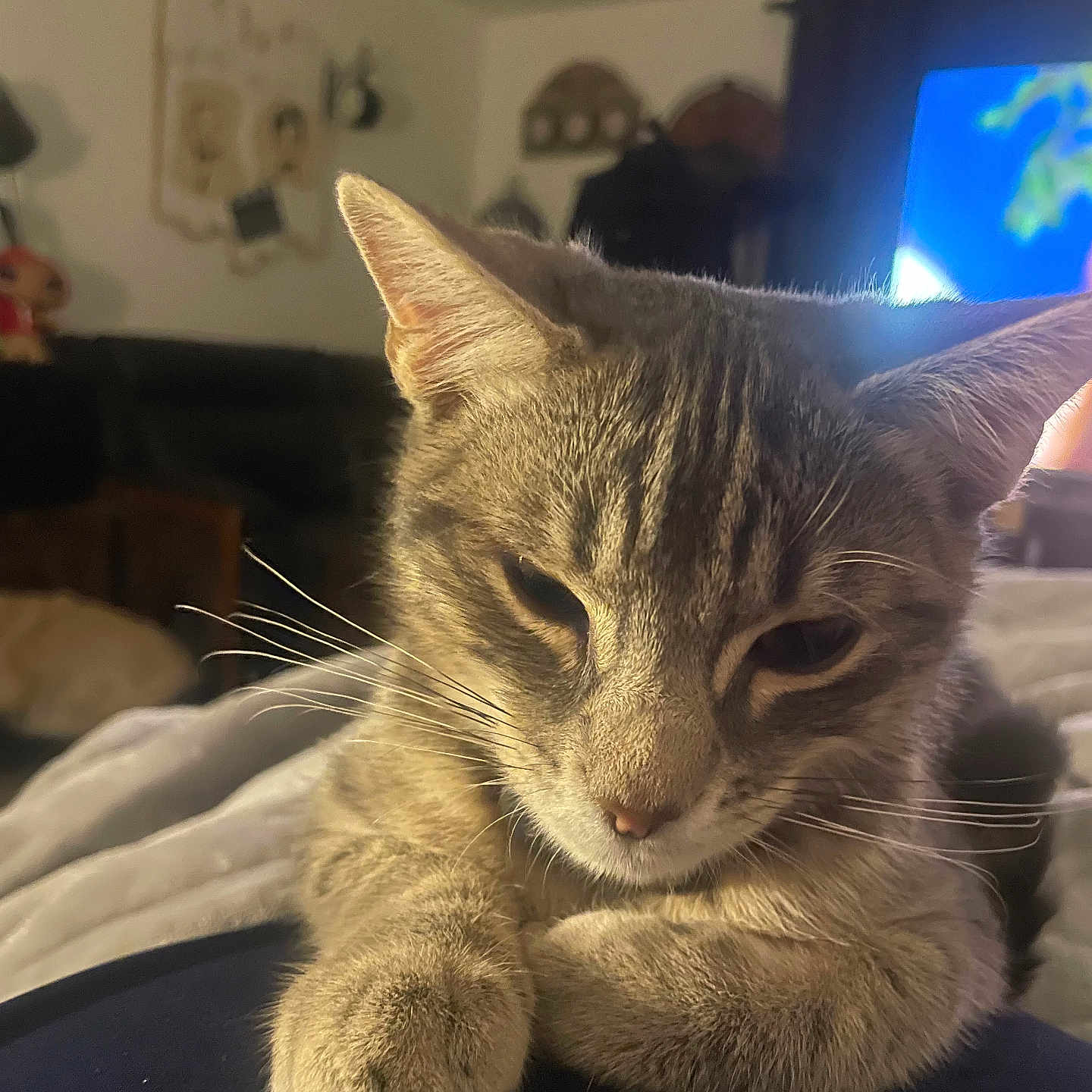 Mckintosh participe au concours pour gagner de l'argent avec cette photo : animal, blanket, cat, close_up, curtain, decor, fur, furniture, home, indoor, mammal, paws, pet, relaxed, resting, sleepy, soft_light, tabby, television, whiskers