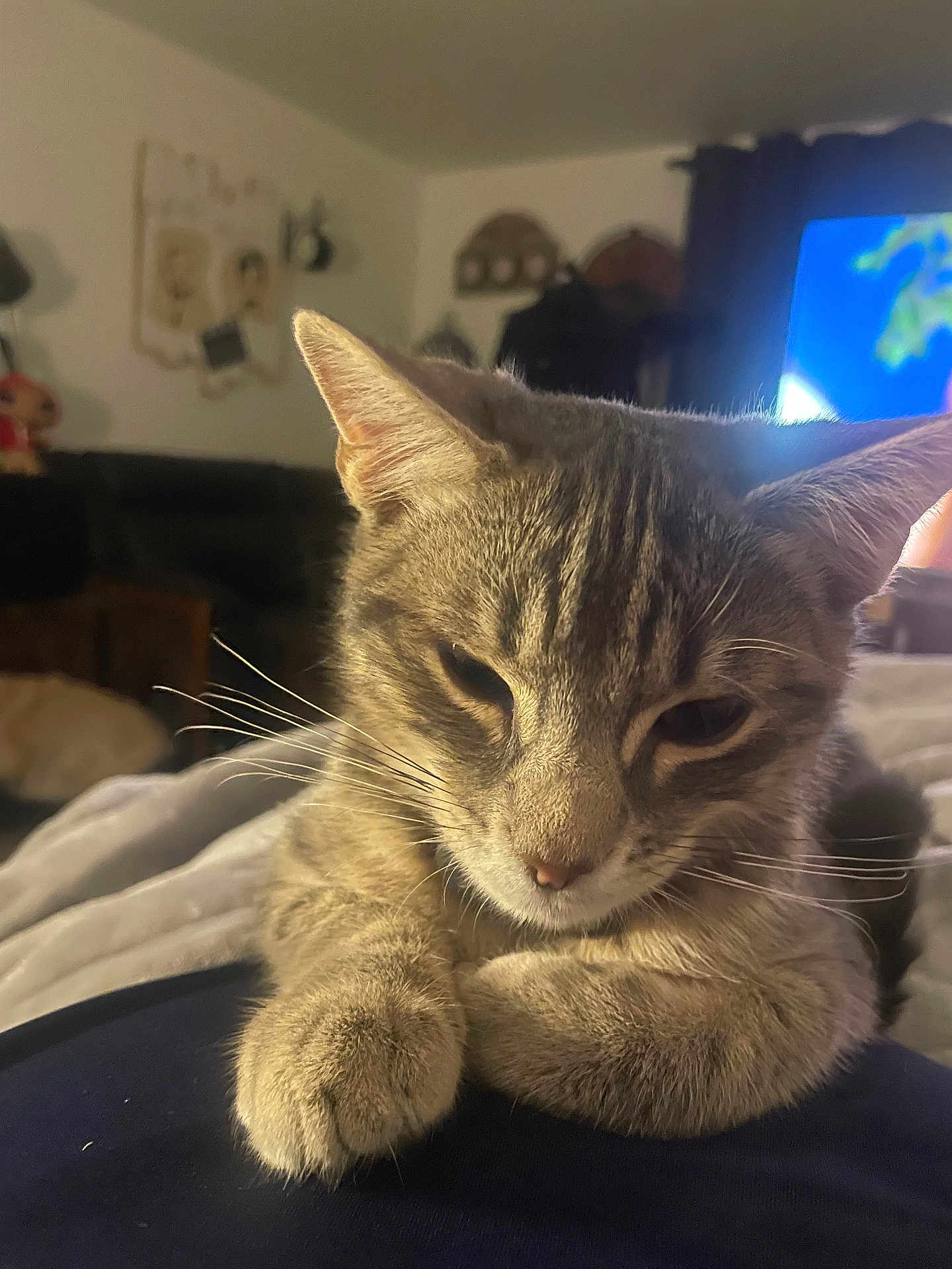 Mckintosh participe au concours pour gagner de l'argent avec cette photo : cat, tabby, close_up, paws, sleepy, resting, indoor, home, furniture, blanket, curtain, television, decor, soft_light, whiskers, fur, mammal, pet, animal, relaxed