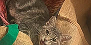 Mckintosh a rejoint le concours — aidez-le/la à gagner de superbes lots ! cat, gray_tabby, burlap_bag, green_handle, indoor, floor, pet, animal, mouth_open, fur, whiskers, eyes, ears, resting, curious, cute, shopping_bag, texture, wood_floor, domestic