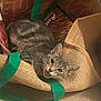cat, gray_tabby, burlap_bag, green_handle, indoor, floor, pet, animal, mouth_open, fur, whiskers, eyes, ears, resting, curious, cute, shopping_bag, texture, wood_floor, domestic