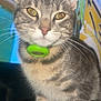 Mckintosh a rejoint le concours — aidez-le/la à gagner de superbes lots ! cat, tabby, pet, close_up, indoor, sitting, collar, whiskers, feline, yellow_eyes, fur, animal, cute, domestic_animal, portrait, looking_at_camera, background_blur, green_collar, soft_lighting, young_cat
