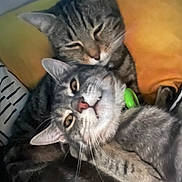 Mckintosh participe au concours pour gagner de l'argent avec cette photo : cat, tabby_cat, feline, pet, animal, closeup, snuggling, sleeping, resting, whiskers, ears, fur, indoor, cozy, cushion, pillow, domestic_animal, cute, companion, relaxed