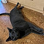 cat, gray_cat, animal, pet, floor, cork_floor, wooden_cabinet, indoor, home, feline, lying_down, curious, whiskers, ears, tail, domestic_cat, relaxed, wide_eyes, fur, mammal