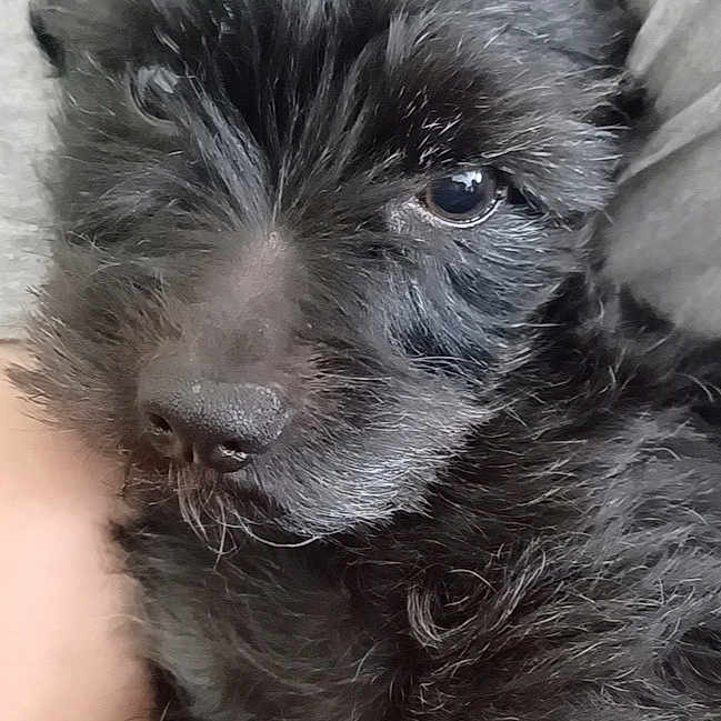 Tyson a rejoint le concours — aidez-le/la à gagner de superbes lots ! adorable, animal, black_fur, canine, close_up, companion, cozy, cuddly, cute, dog, face, fur, indoors, pet, portrait, puppy, resting, snuggling, soft, young