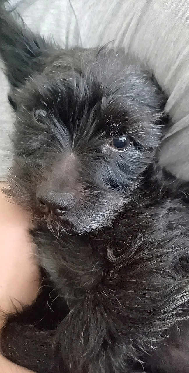 Tyson a rejoint le concours — aidez-le/la à gagner de superbes lots ! puppy, dog, black_fur, close_up, pet, animal, cute, snuggling, soft, fur, young, portrait, indoors, cozy, resting, companion, adorable, canine, cuddly, face