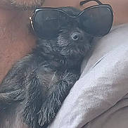 Tyson a rejoint le concours — aidez-le/la à gagner de superbes lots ! dog, sunglasses, pet, relaxed, pillow, fur, black_dog, close_up, indoor, cute, sleeping, accessory, animal, cozy, resting, portrait, small_dog, laid_back, fashion, companion