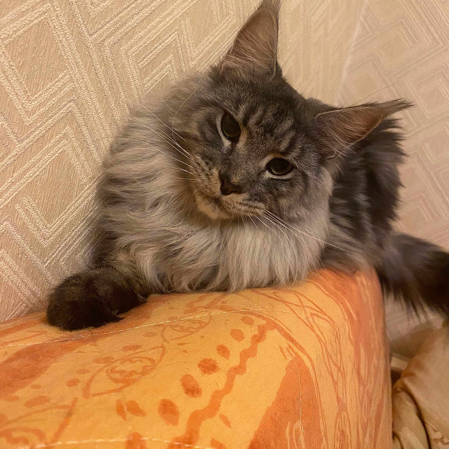 Tokyo a rejoint le concours — aidez-le/la à gagner de superbes lots ! angora, animal, architecture, armchair, building, cat, chair, couch, cushion, furniture, hardwood, homedecor, indoors, interiordesign, kitten, livingroom, manx, pet, room, wood