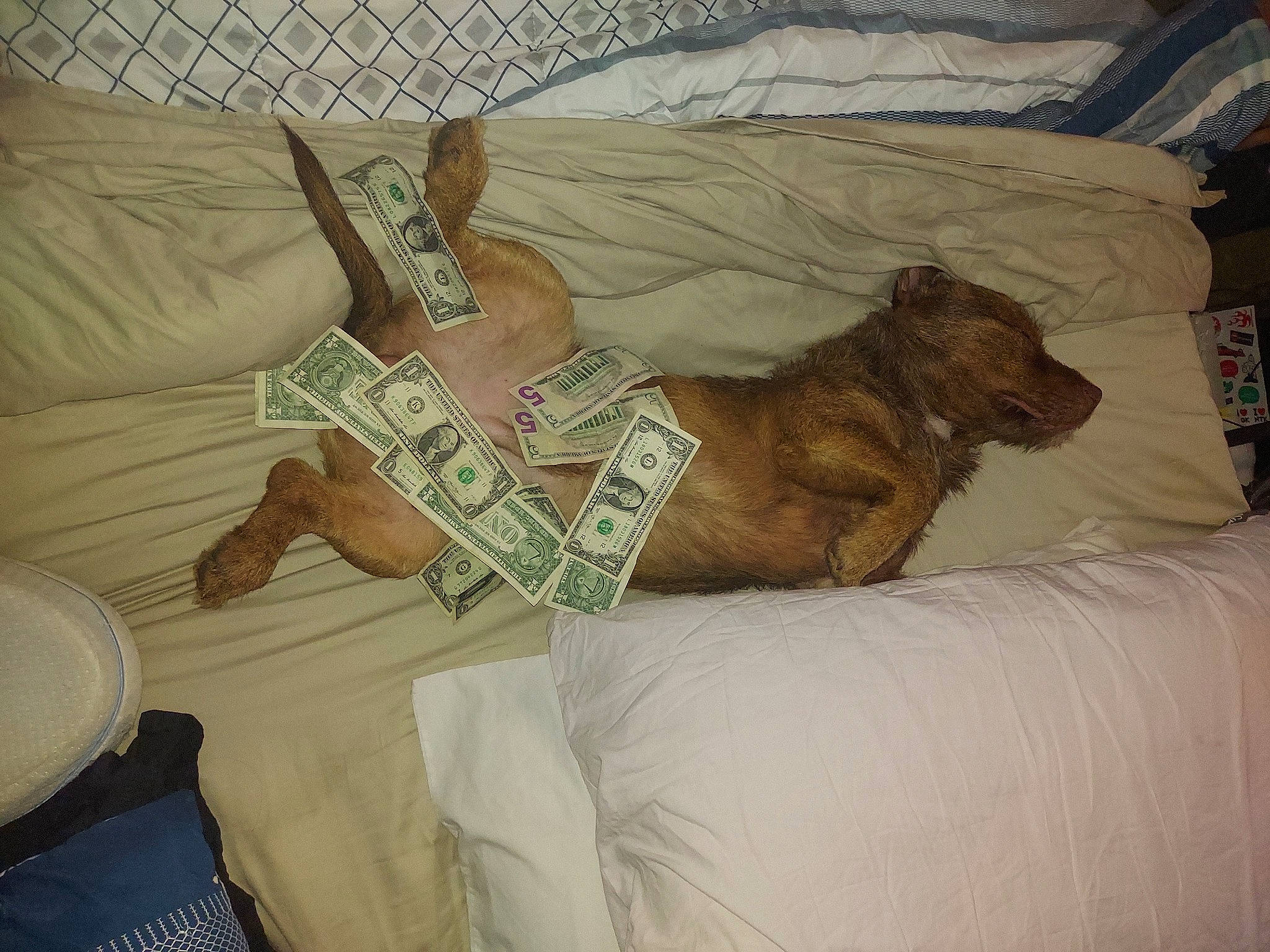 Rollie is registered to the contest to win money with this photo: art, barechested, bedding, chair, chest, comfort, couch, felidae, fur, human_leg, knee, linens, nap, room, small_to_medium_sized_cats, textile, thigh, toy, whiskers, wood