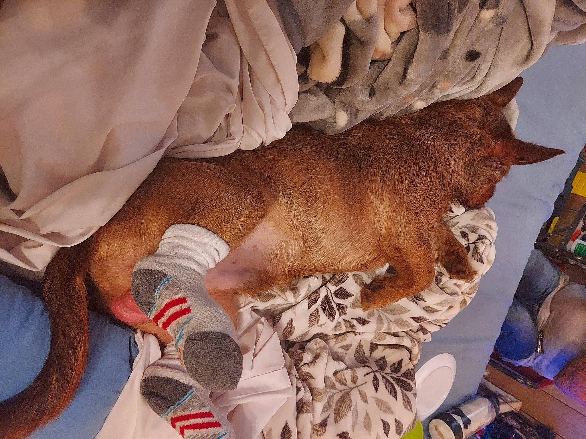 Rollie is registered to the contest to win money with this photo: art, canidae, carmine, carnivore, comfort, dog, fawn, foot, fur, human_leg, linens, liver, nap, room, sporting_group, sun_tanning, wildlife, wood