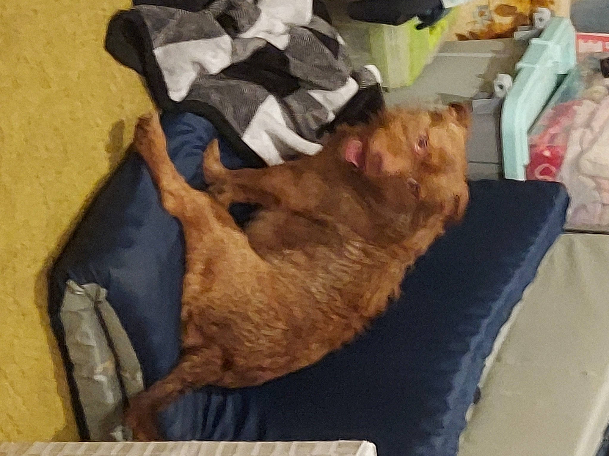 Rollie joined the competition — help win amazing prizes! canidae, carnivore, cat, comfort, companion_dog, dog_breed, fawn, felidae, fish, fur, linens, liver, nap, paper_product, sleep, small_to_medium_sized_cats, sporting_group, tail, wood, working_animal